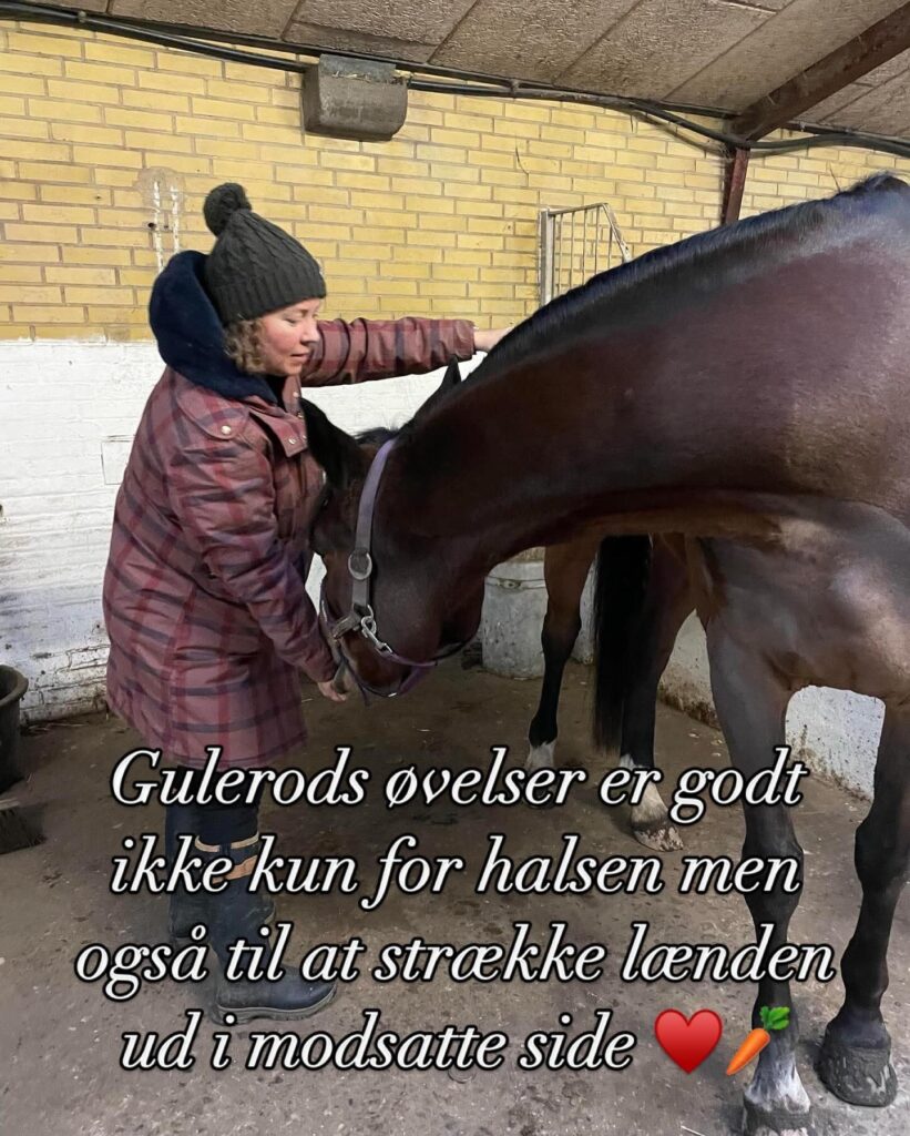 Strækøvelser for din hest